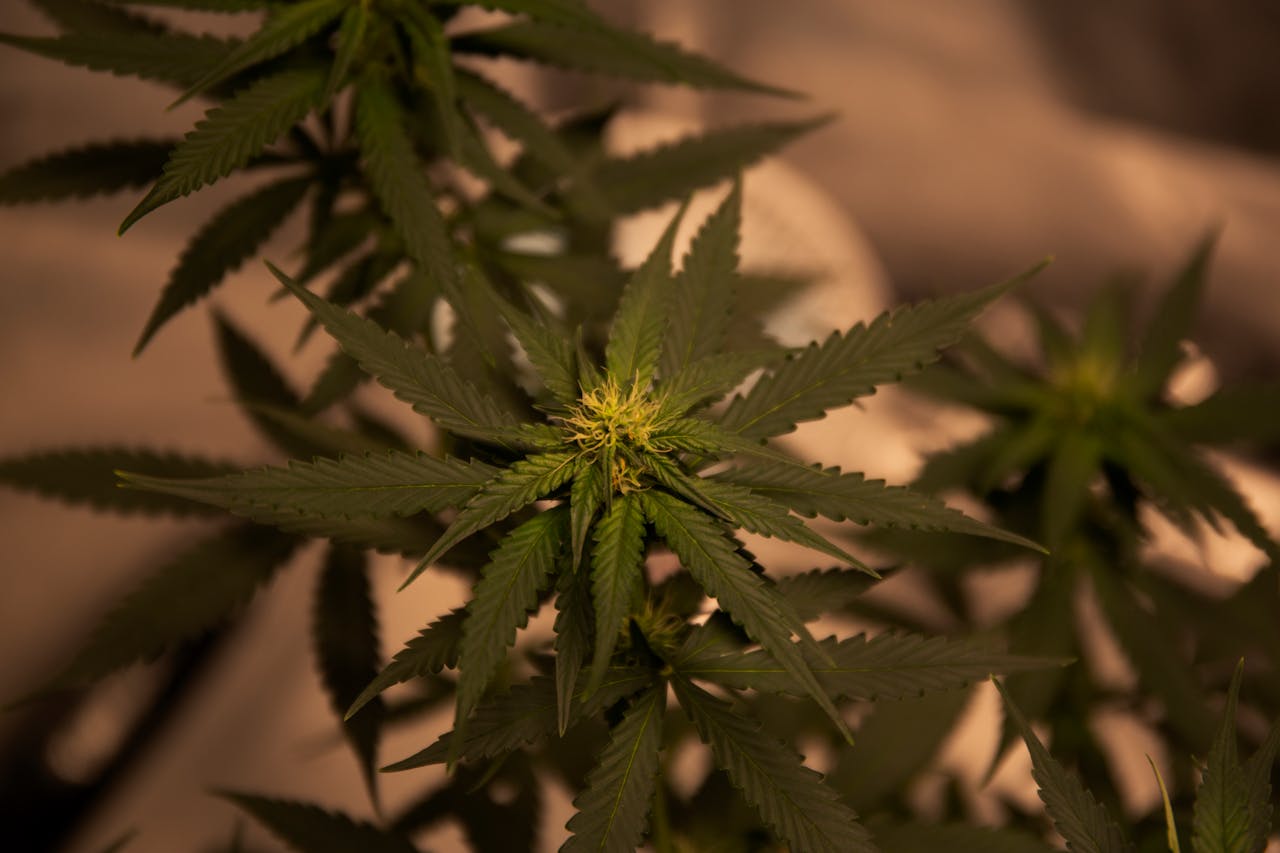 Cannabis World