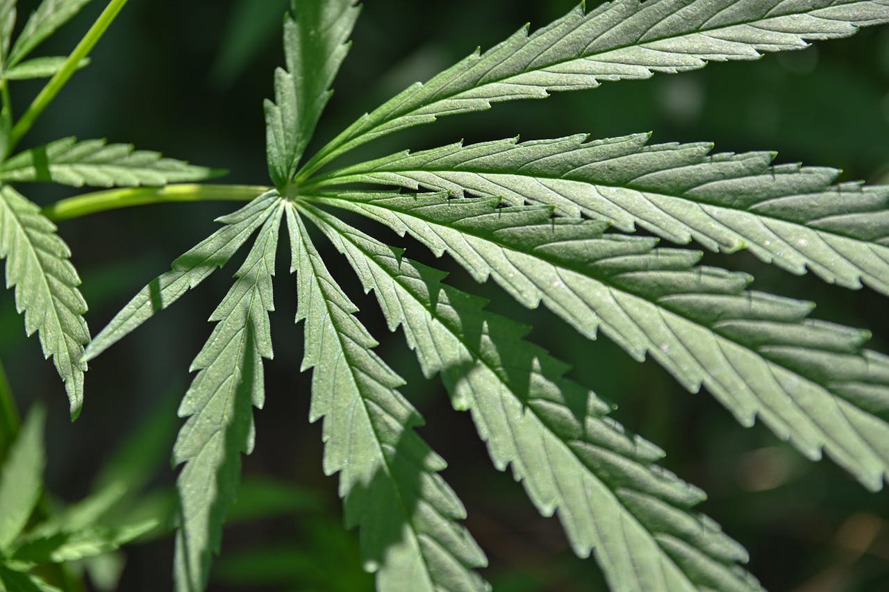 Happy Hemp
