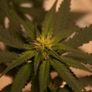 Group logo of Cannabis World