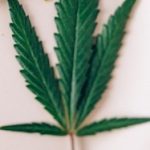 Group logo of CBD Suite